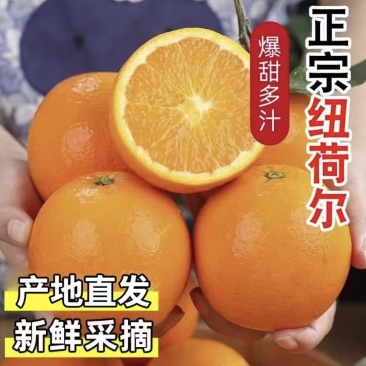 广西精品脐橙纽荷尔脐橙基地直供量大从优实力代发全