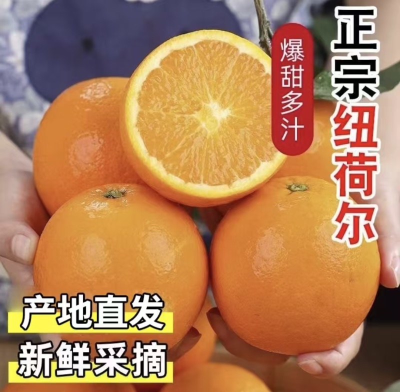 广西精品脐橙纽荷尔脐橙基地直供量大从优实力代发全