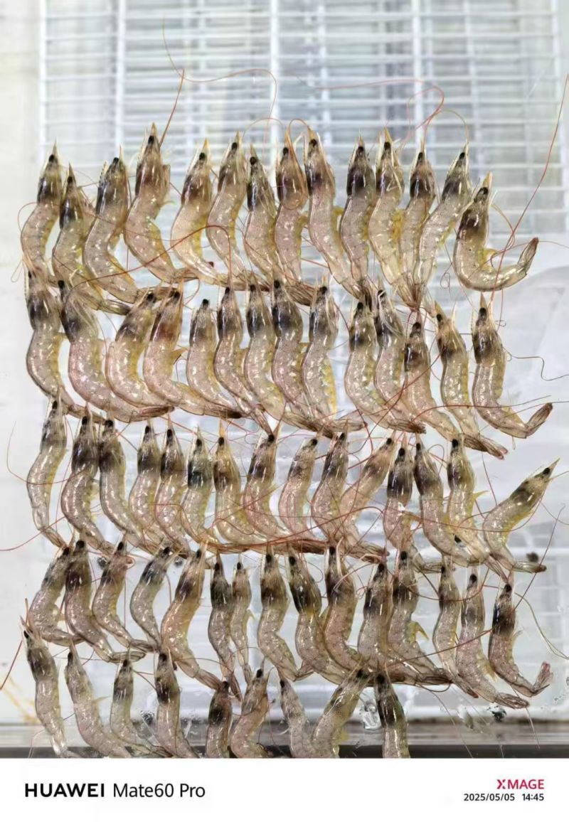 小河虾