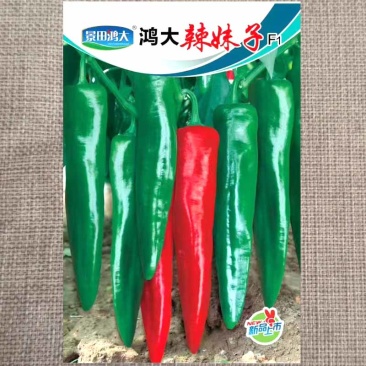 鸿大辣妹子辣椒种子早熟皮色深绿青红椒两用节节有果辣味香浓
