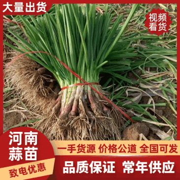 大棚蒜苗河南红根蒜苗产地直供货量充足量大从优