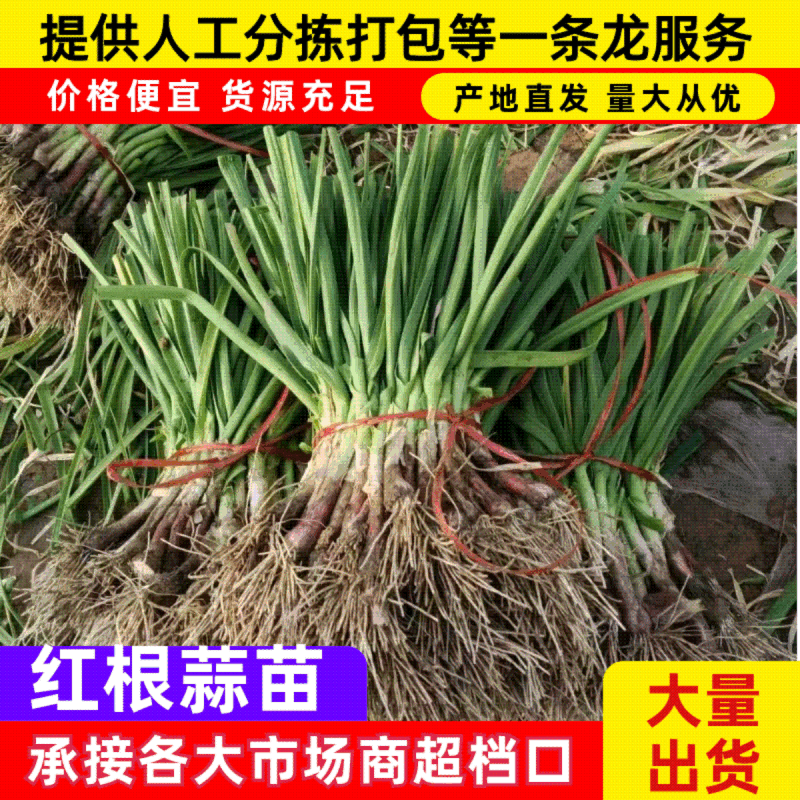 大棚蒜苗河南红根蒜苗产地直供货量充足量大从优上市中