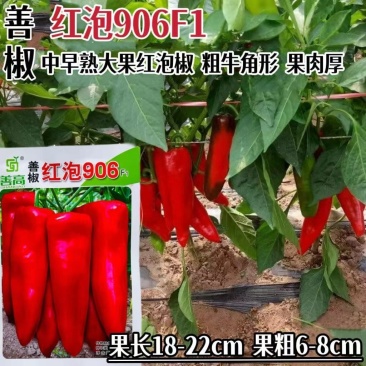 红泡906辣椒种子中早熟牛角椒种籽果肉厚春秋播青红椒种子