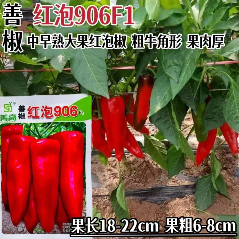 红泡906辣椒种子中早熟牛角椒种籽果肉厚春秋播青红椒种子