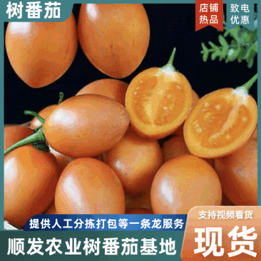 云南树番茄大树番茄产地直采一手货源欢迎实地考察量大从优