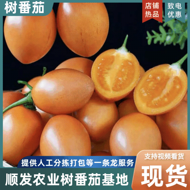 云南树番茄大树番茄产地直采一手货源欢迎实地考察量大从优