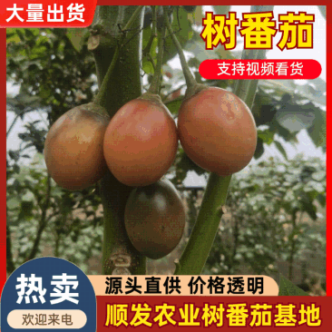 云南树番茄云南特产大树番茄一手货源，全年供货整车批发
