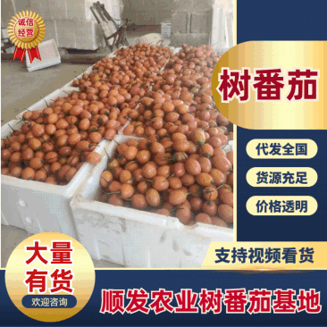 云南特产大树番茄云南树番茄产地一手货稳定对接市场批发