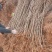 【免费提供种植技术】优质刺槐苗千亩基地现挖现发承接工程