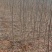 【免费提供种植技术】优质刺槐苗千亩基地现挖现发承接工程
