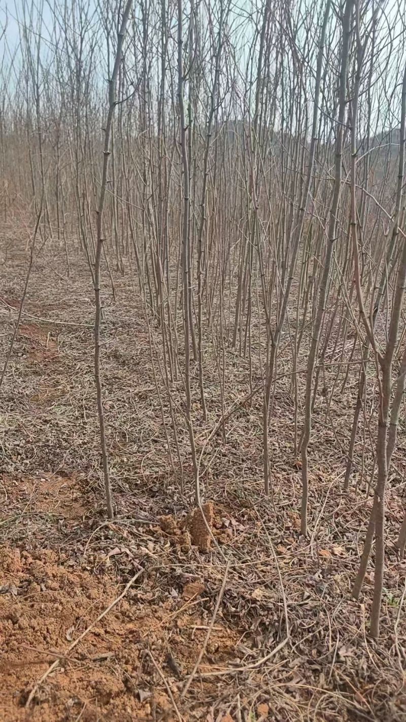 【免费提供种植技术】优质刺槐苗千亩基地现挖现发承接工程