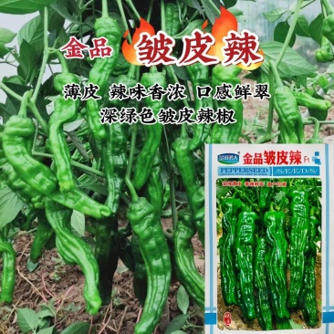 金口皱皮辣椒种子中早熟高产抗病深绿齐头马嘴型薄皮辣味香浓