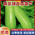 【进店咨询】山东聊城绿皮西葫芦大量上货价格合理