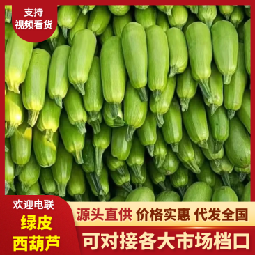 【商超团购】莘县精品绿皮西葫芦原产地直发对接批发市场