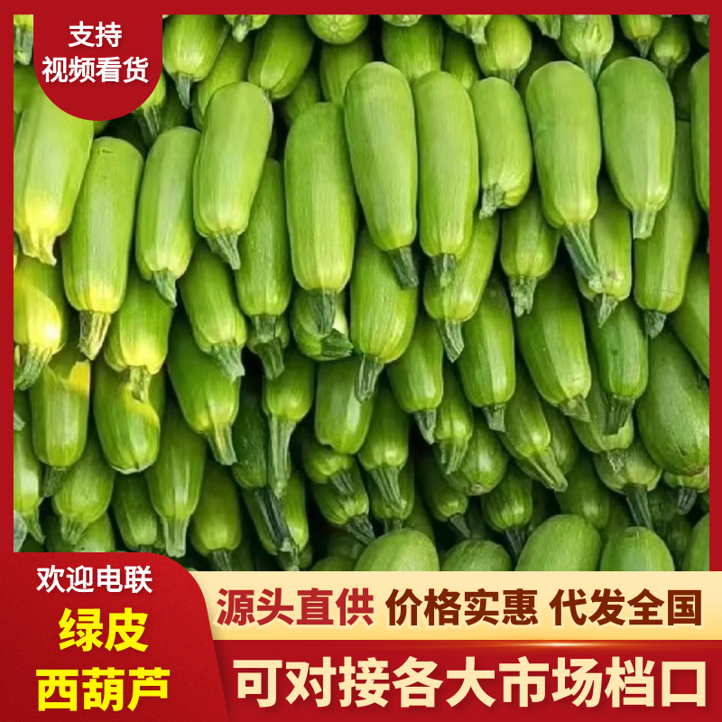 【商超团购】莘县精品绿皮西葫芦原产地直发对接批发市场