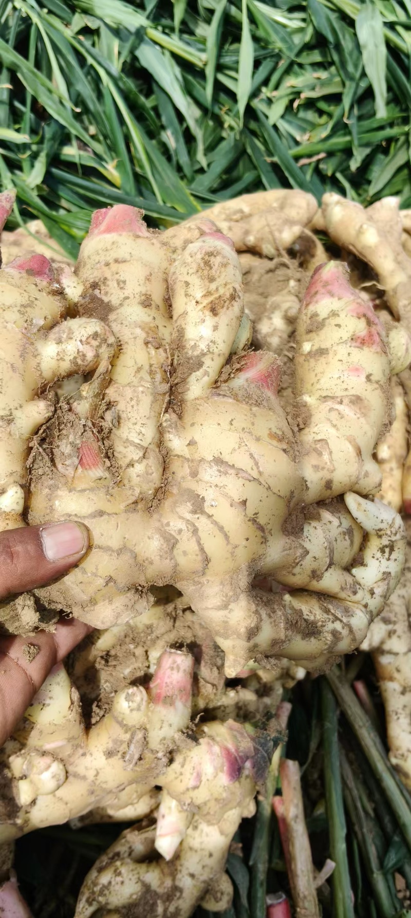 精品生姜大黄姜河北产地直供质量保证一手货源全国发货
