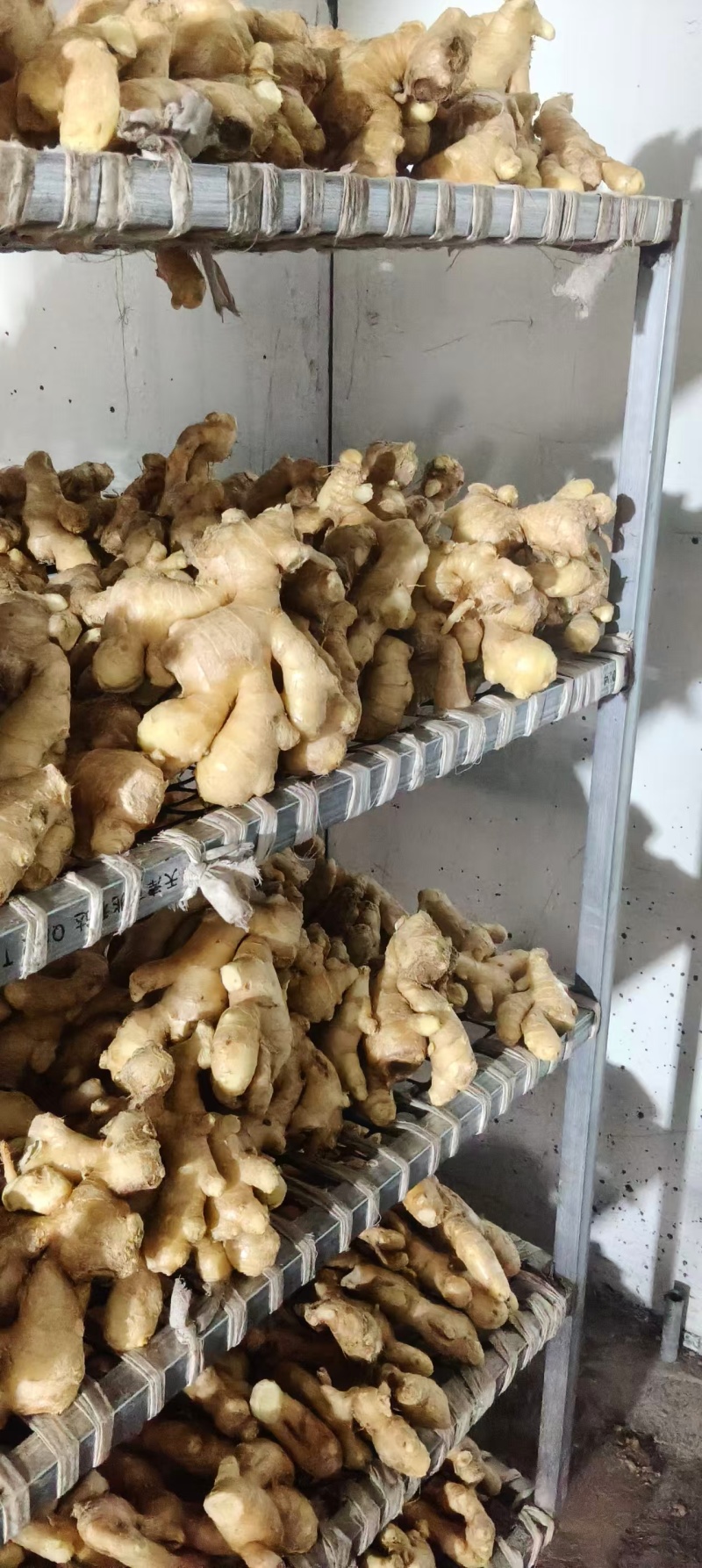 精品生姜大黄姜河北产地直供质量保证一手货源全国发货