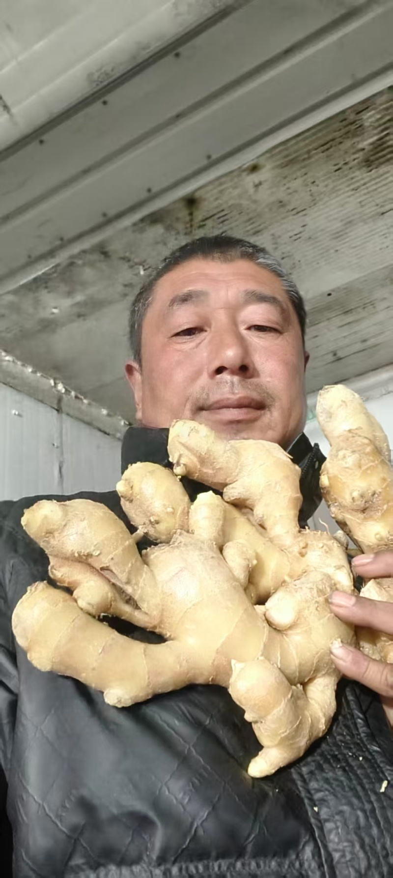 精品生姜大黄姜河北产地直供质量保证一手货源全国发货