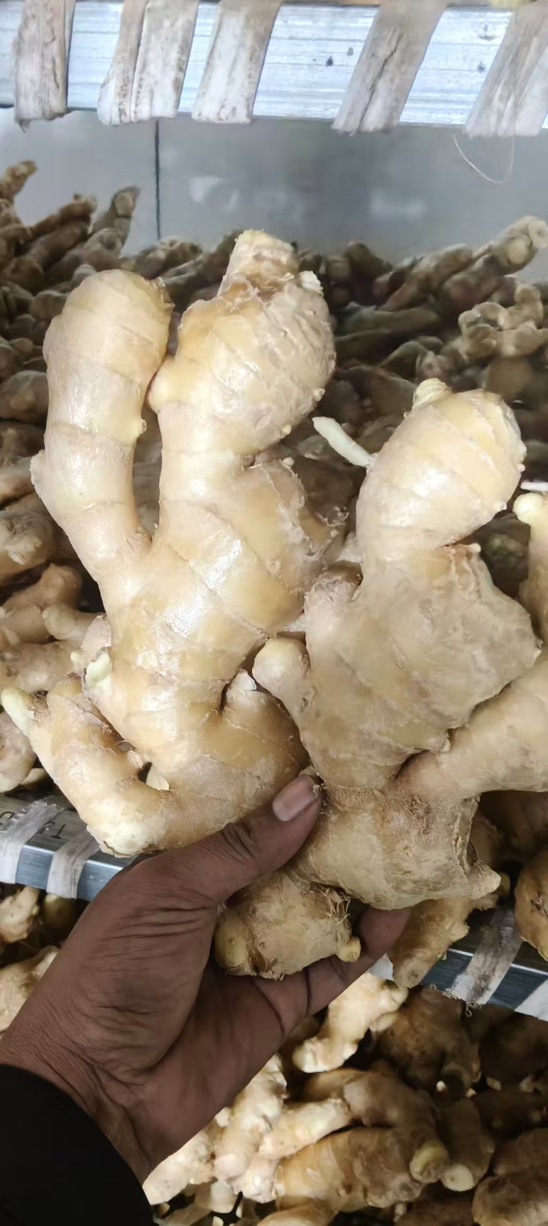 精品生姜大黄姜河北产地直供质量保证一手货源全国发货