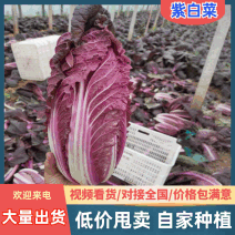 新鲜紫白菜，色泽诱人，营养丰富，健康美味，适合凉拌