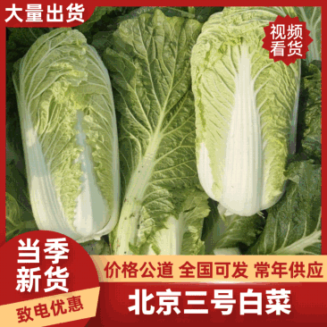 北京3号白菜产地一手货源提供各种包装无烧心提供一条龙服务