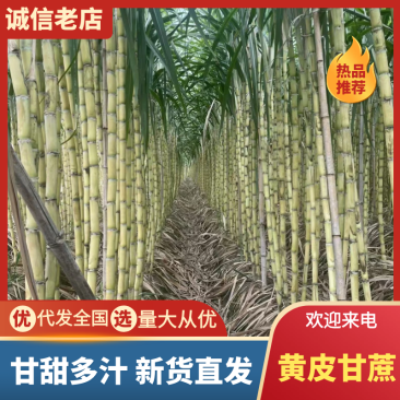 精品黄皮甘蔗基地一手货源对接电商市场商超可视频