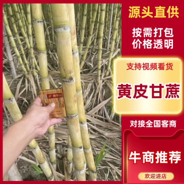 黄皮甘蔗大量供应自己基地一手货源保质保量欢迎致电