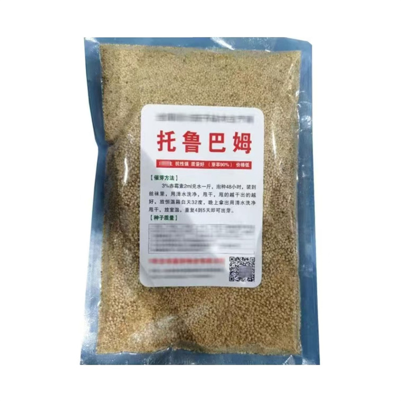 托鲁巴姆种子茄子砧木野茄子种子野生嫁接专用砧木种子