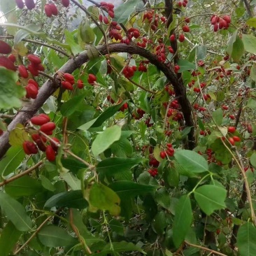 山茱萸中药材绿化树苗