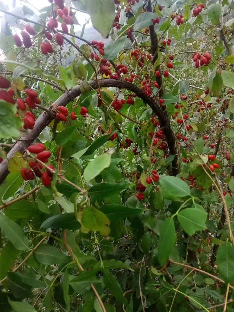 山茱萸中药材绿化树苗