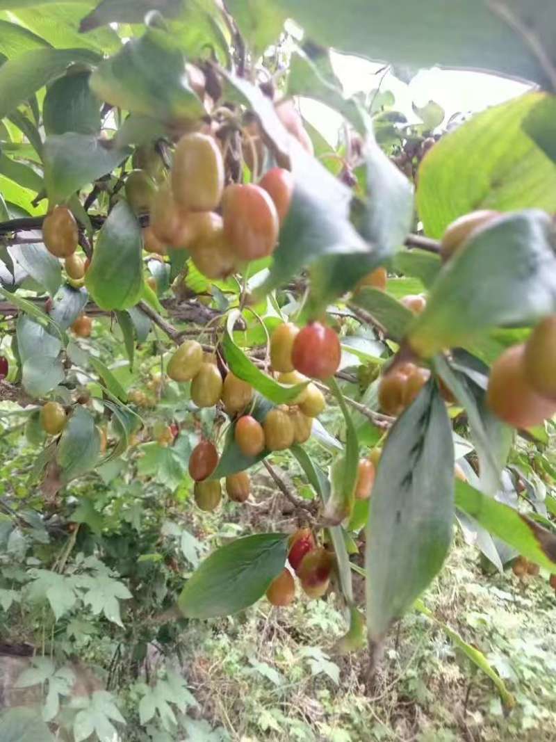 山茱萸中药材绿化树苗