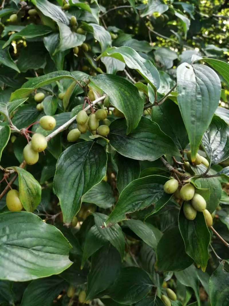 山茱萸中药材绿化树苗