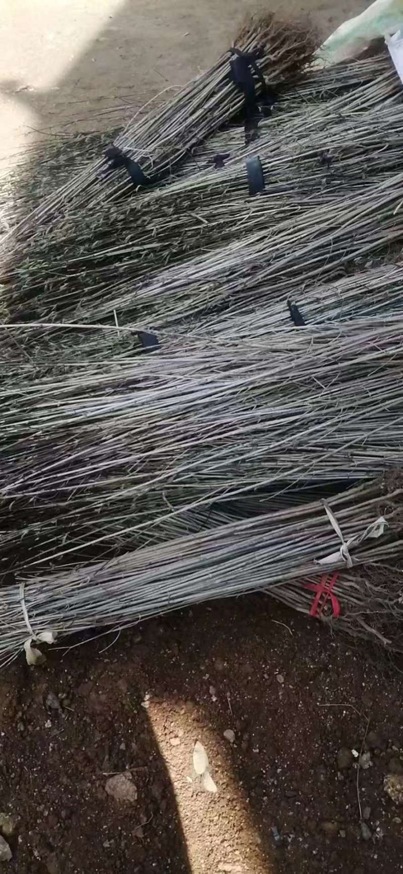 山茱萸中药材绿化树苗
