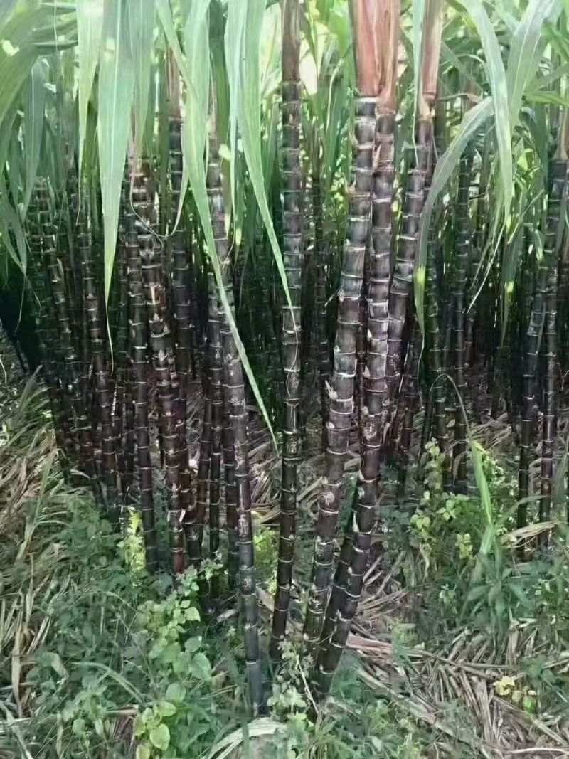 云南特产古法甘蔗红糖傣族手工红糖鲜榨原汁红糖坐月子产妇红