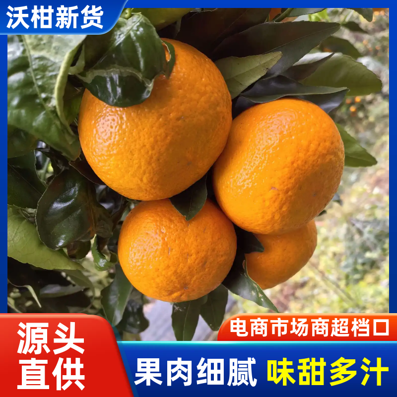 贵州沃柑大量上市皮薄肉多口感甜可对接全国市场