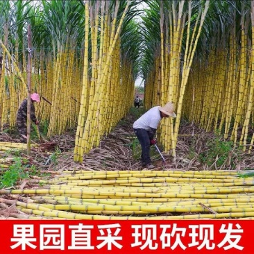 精品黄金甘蔗黄皮甘蔗大量上市糖度高水分足产地直发