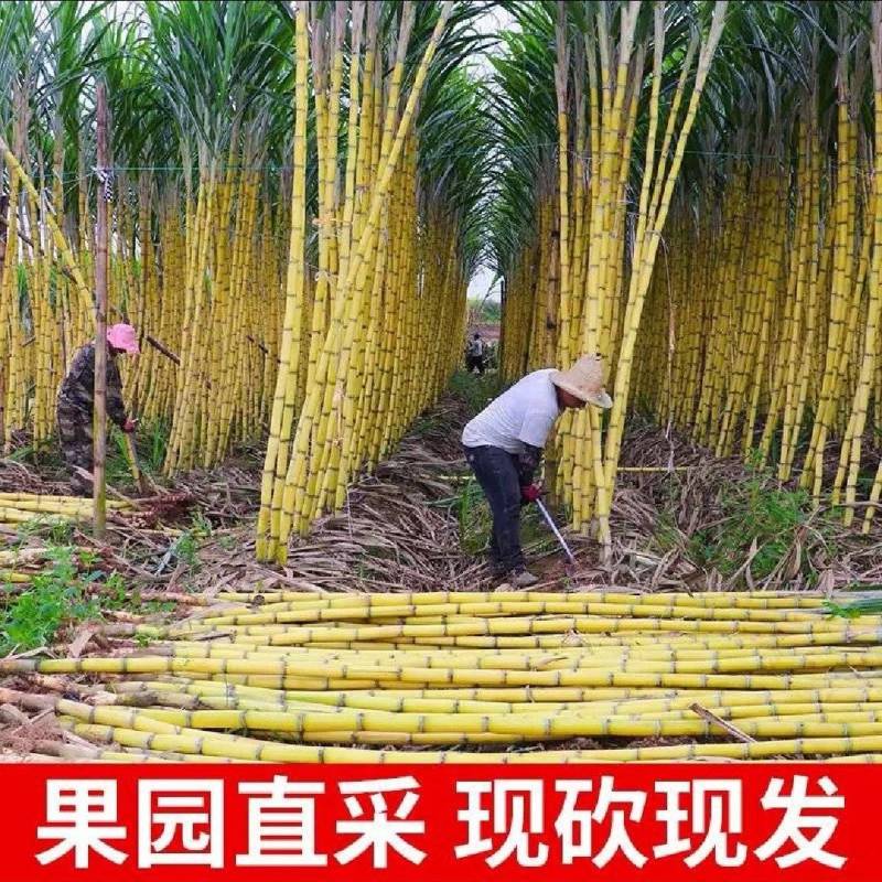 精品黄金甘蔗黄皮甘蔗大量上市糖度高水分足产地直发