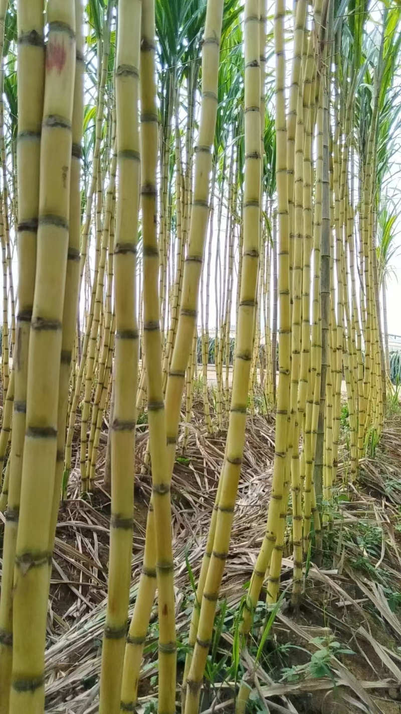 精品黄金甘蔗黄皮甘蔗大量上市糖度高水分足产地直发