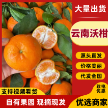 云南沃柑沃柑大量上市欢迎全国客商来收购产地直发