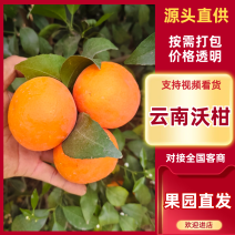 沃柑云南沃柑大量上市欢迎各地客商来电市场超市供应