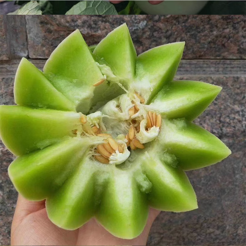 台湾玉菇甜瓜种子冰激凌甜瓜种子白皮透绿绿肉香甜糯春秋大棚
