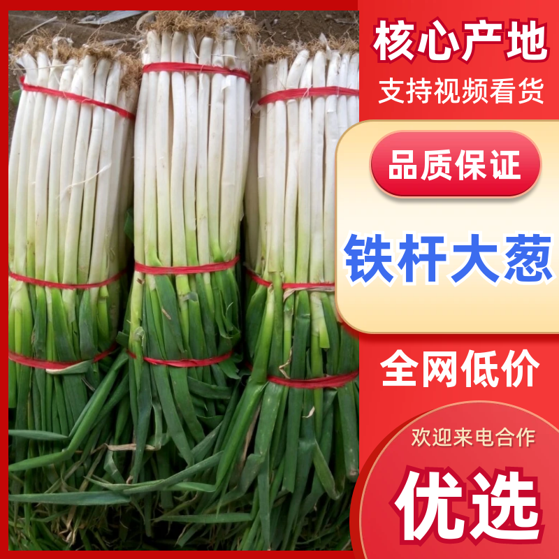 河南铁杆大葱产地直供诚信供应商全国发货