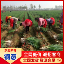 钢葱大葱毛葱2cm左右30~40cm可对接全国客商