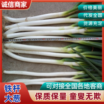 大葱铁杆大葱，常年代办，货真价实，童叟无欺