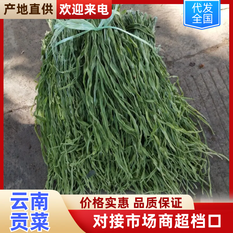 云南野菜特菜/贡菜精品贡菜/量大价优/欢迎咨询