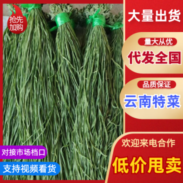 云南大理贡菜产区需要联系产地直发脆嘎嘎脆