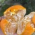 春见耙耙柑农户一手货源保质保量供货对接全国电商商超