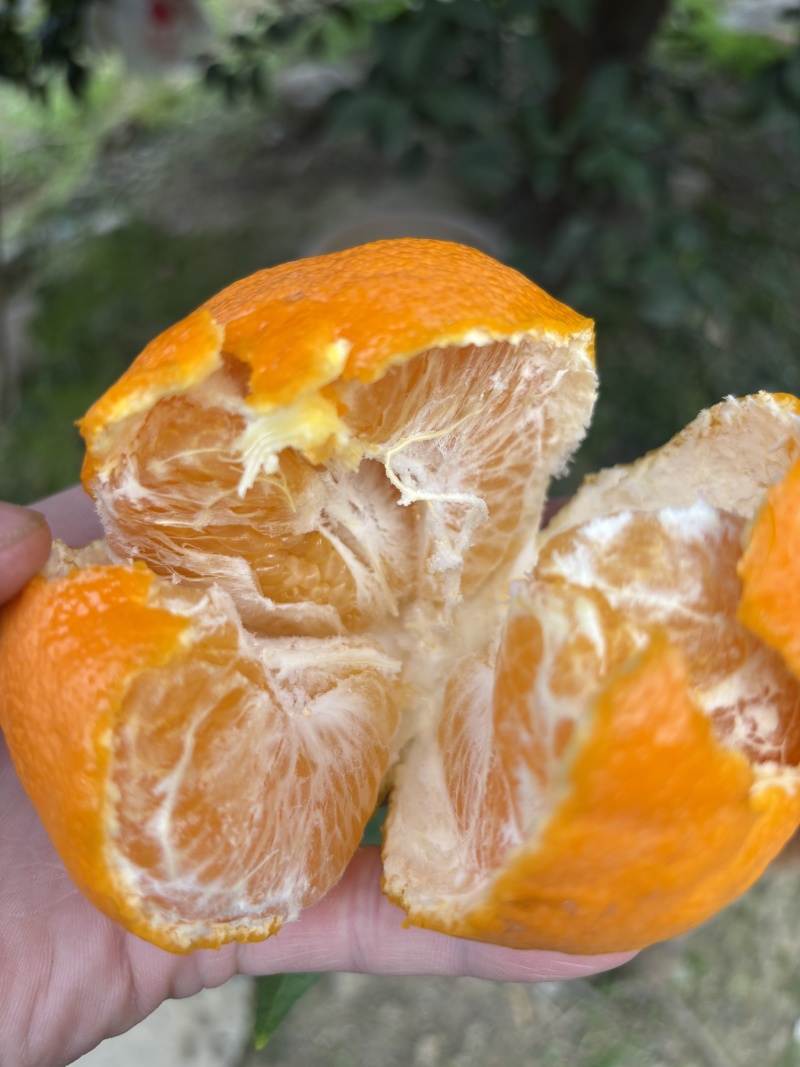 春见耙耙柑农户一手货源保质保量供货对接全国电商商超