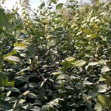 正宗榉树苗榉树小苗（基地自产自销，没有中间商，价格实惠）