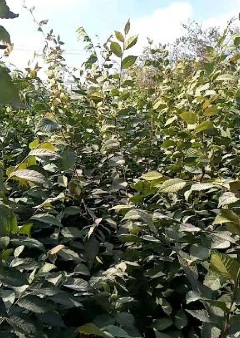 正宗榉树苗榉树小苗（基地自产自销，没有中间商，价格实惠）